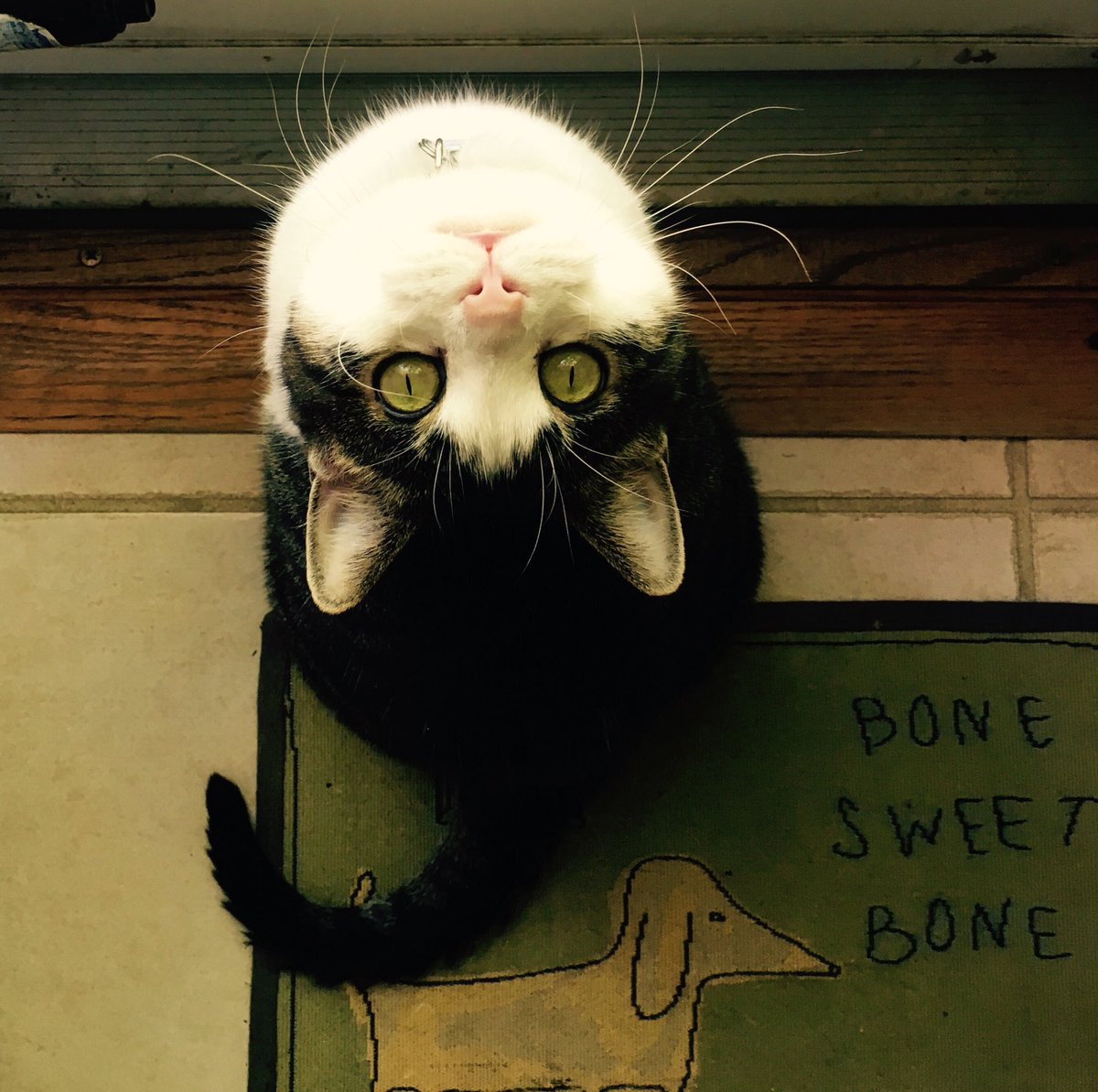 PerfectlyParker's tweet photo. Kharma says “ I love #Caturday” https://t.co/x0Nc8DFC4E