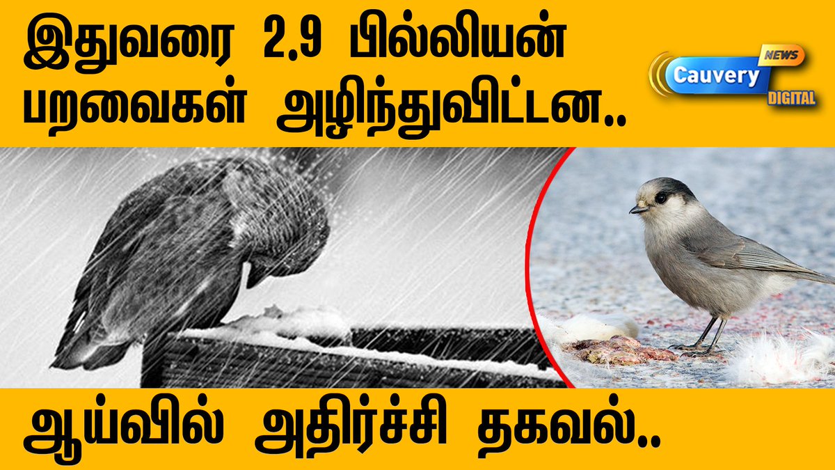 cauverytv's tweet image. இதுவரை 2.9 பில்லியன் பறவைகள் அழிந்துவிட்டன  I  Shocking Report  I 
#SaveBirds | #SaveAmazon | #Endhiran2.0

Full Video Link : bit.ly/2mnClON