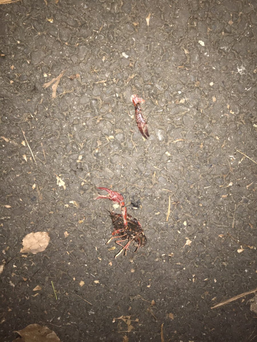 ツムラネオ 善福寺川で死んだザリガニ見てたらジジイが近寄ってきて ワシが子供の頃のザリガニはもっと大きかった 今どきの貧弱な タラバガニより美味かったんじゃないかと思う って言いながら消えてった