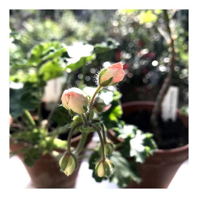 I väntan på Lara Mandarin... hon heter så☺️ .
.
.
.
.
#laramandarin #pelargon #pelargoner #nature #trädgård #flower #jardim #flowerstagram #gardendesign #plants #fleur #green #giardino #mygarden #gardenlife #blomster #flores #garten #gardens #instagarden #flowers #gardening …