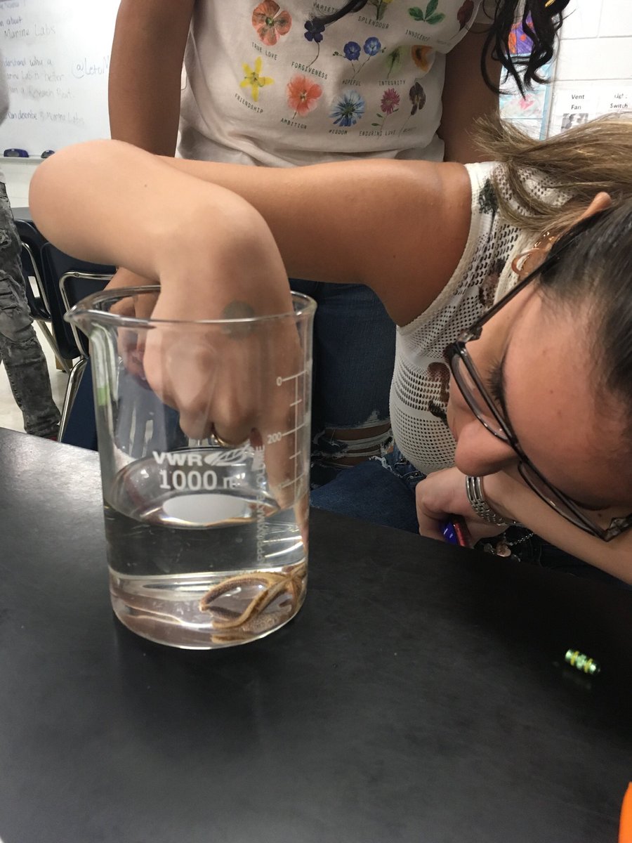 Fun Science Friday moments: touching a sea urchin and sea star for the first time in their lives.