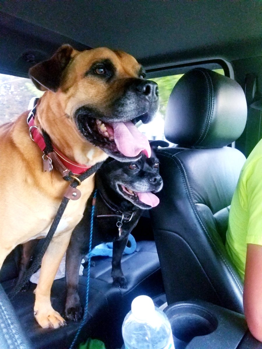 Soulmutts1's tweet photo. Pulling into @PetPeopleStores like 🤤 to get more @totwpetfood #pacificstream, what my #soulmutts have been eating for the last 4 years! 😊💛 #adoptyoursoulmutt #apparelwithapurpose https://t.co/Uc8NxMrRaS