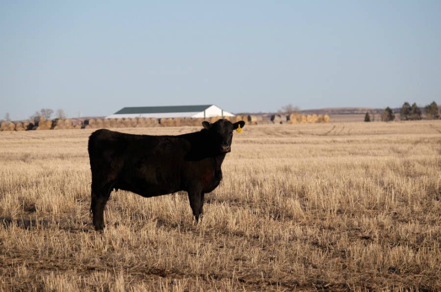 Meeratweets's tweet photo. "You can't put up a sandbag to stop a drought." How North Dakota ranchers handled a flash drought, from my #FindingMiddleGround series for @insideclimate. #CoveringClimateNow @PrincetonPEI @sejorg https://t.co/syaQL2t19j https://t.co/S4SYyOXFgB