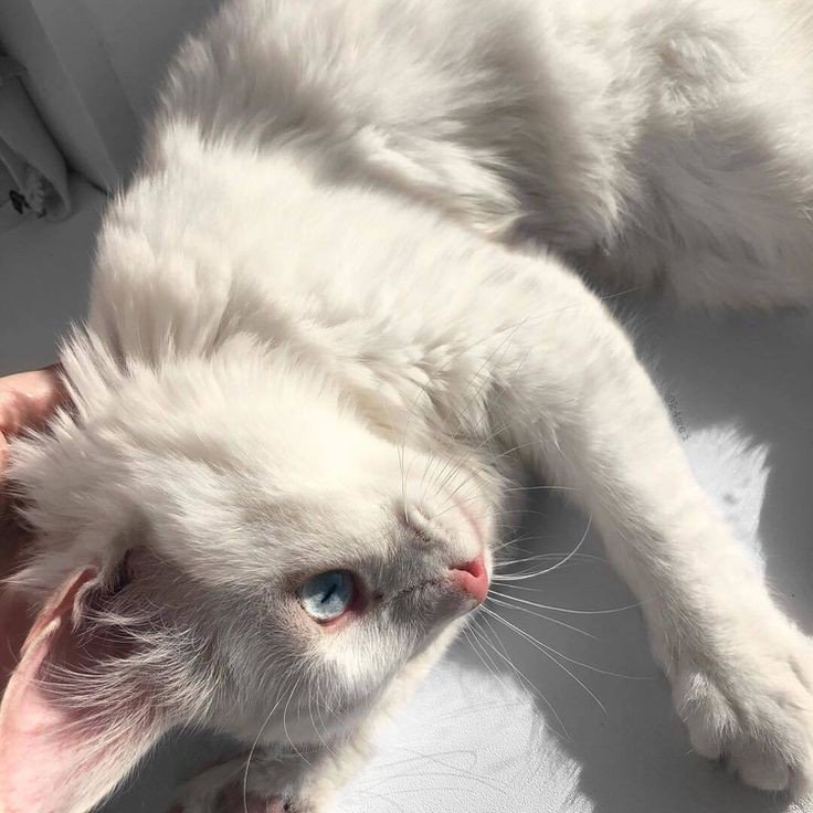 Котики эстетика
