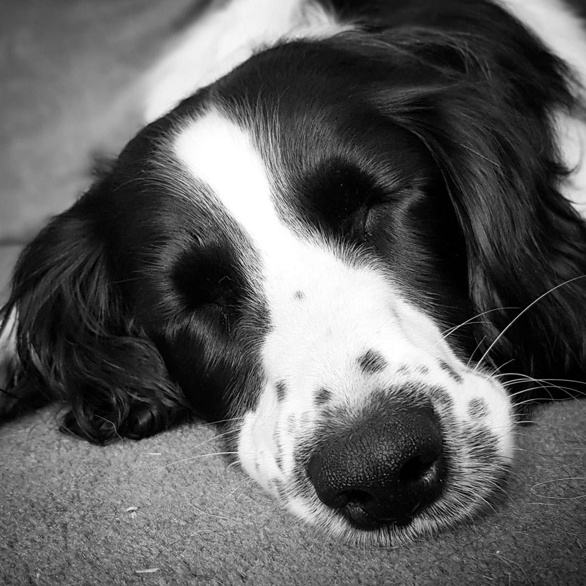 springer_rosie's tweet photo. Birthday snoozles #3today #HappyBirthday https://t.co/mXcmWUItRl