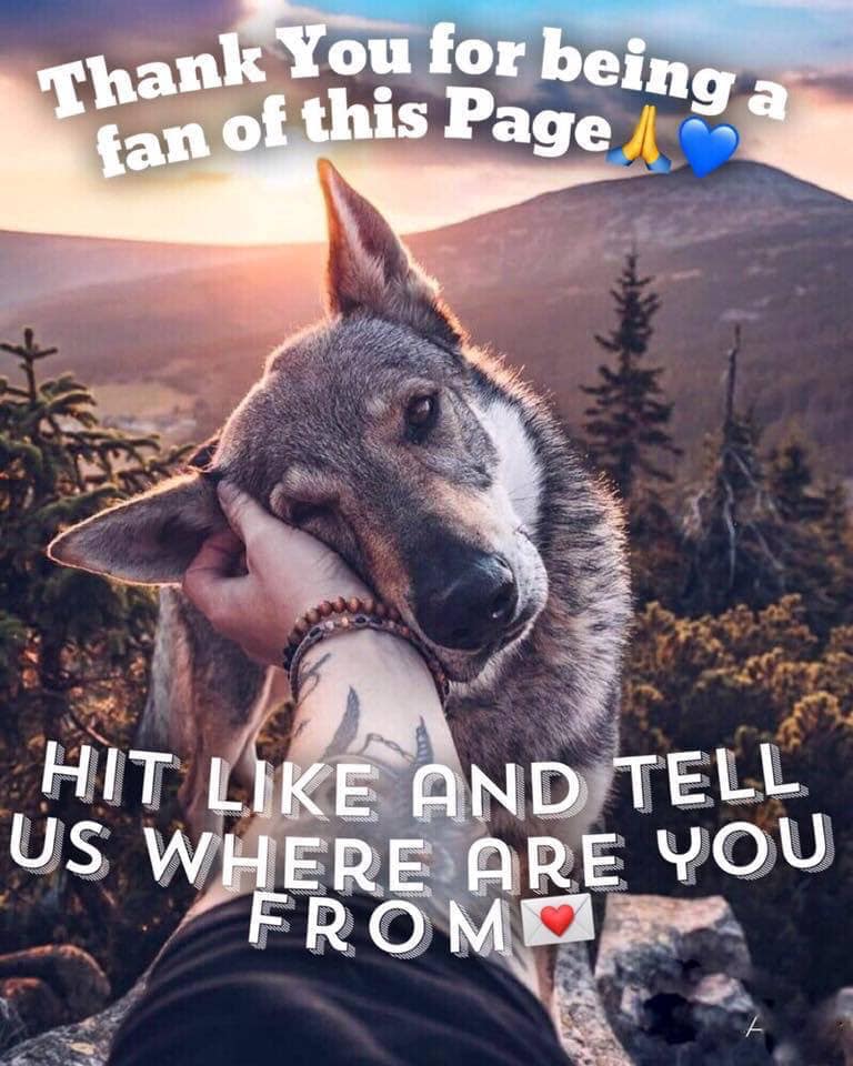 Native Americans tweet media