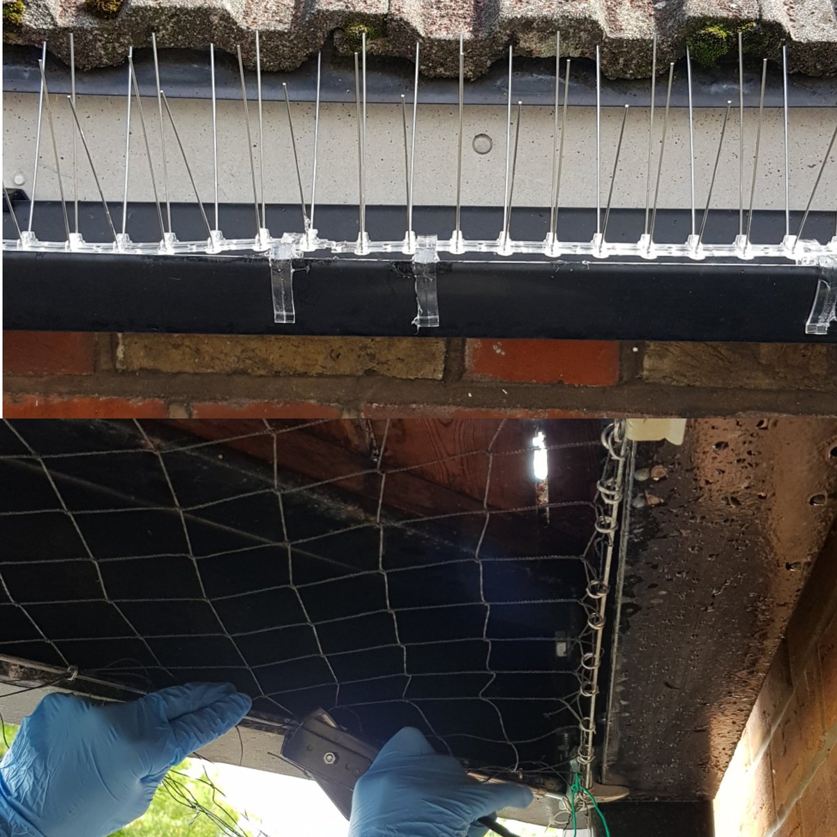 Pigeon Problems?
We've got you covered with our 3 step process:  Remove - Disinfect - Protect 
#pigeonproblems #pigeonspikes #pigeonnetting