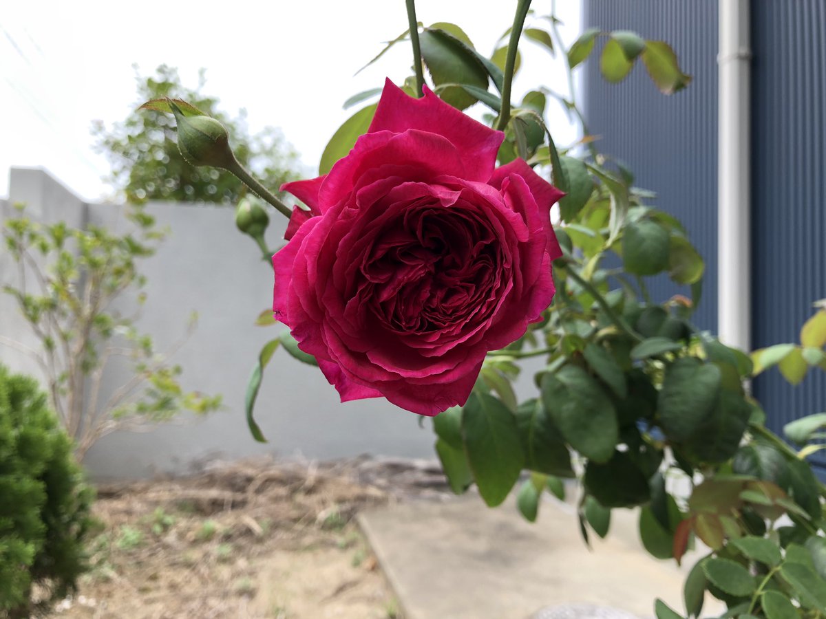 エルトゥールル薔薇 エルトゥールル薔薇