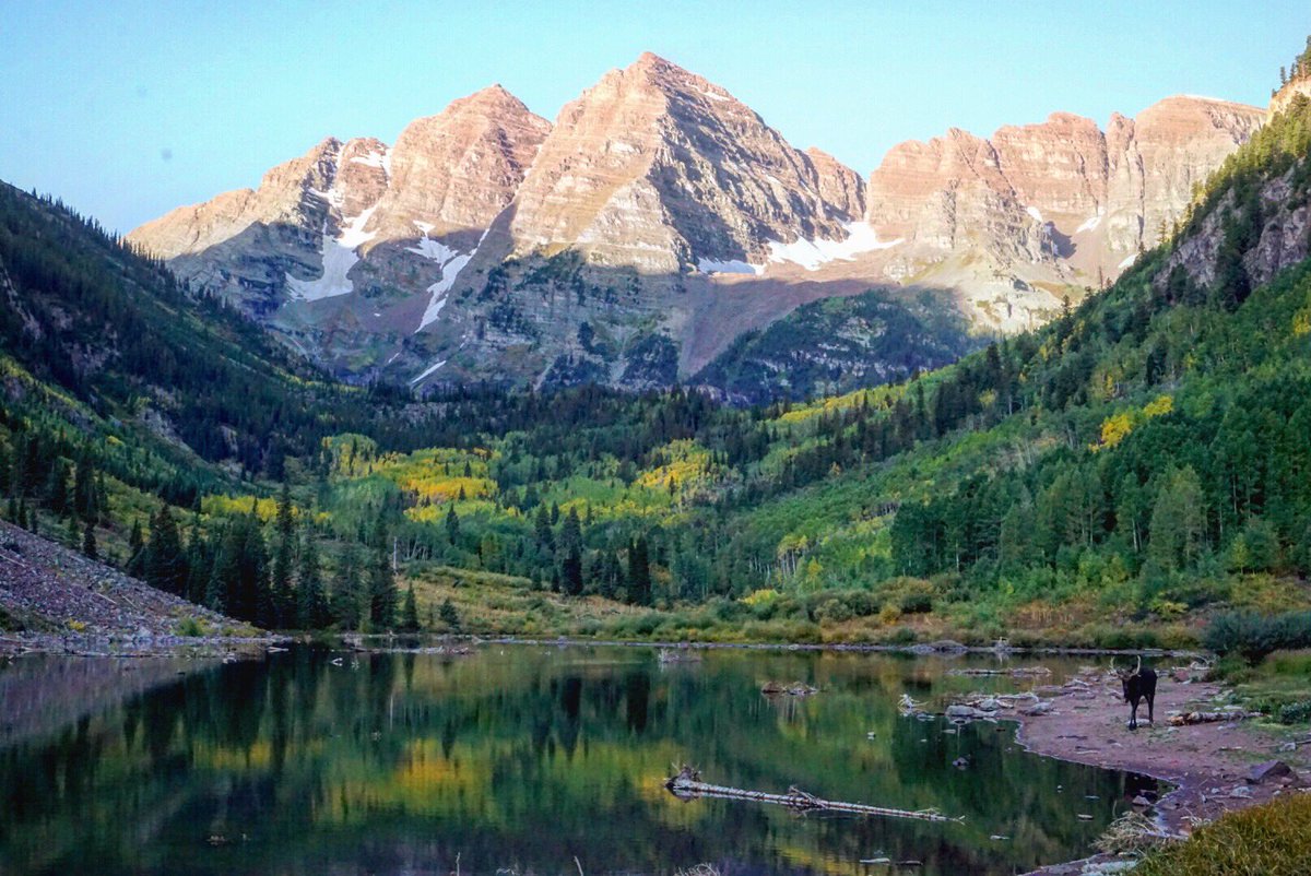 First moose sighting as the sunrise hits the #MaroonBells. Unreal. 
instagram.com/p/B2rP5ovlsk6/…