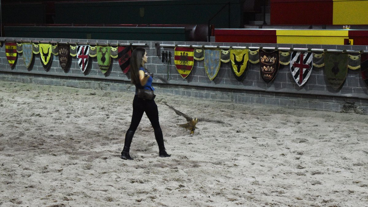 Medieval Times FL tweet media