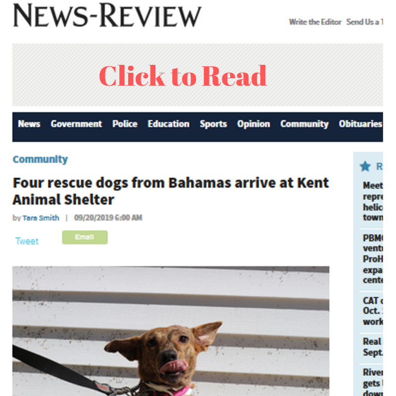 KentAnimal's tweet image. Big News! Vid &amp;amp; pix... Storm rescues | Turning 50 | New Facility? | "No Place Like Home" Party info #news12li #riverheadnewsreview #newsreview #noplacelikehome conta.cc/30wEKVJ