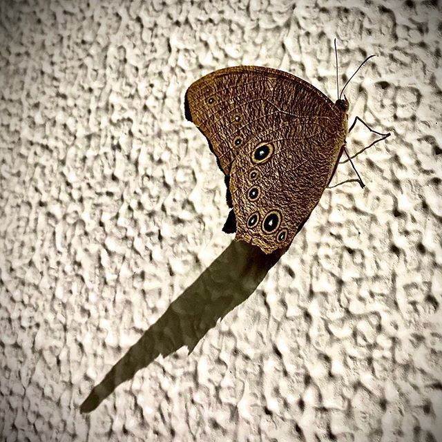 AdiBirla88's tweet photo. Spread your wings and fly... 📸: @adibirla https://t.co/ExMOxgG0gM