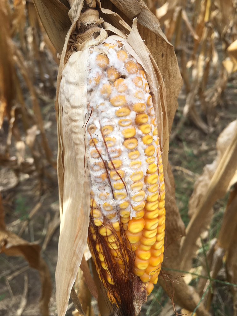 agronomist_ky's tweet image. Growers may be finding various ear molds like Diplodia, Fusarium &amp;amp; Aspergillus in their corn fields during harvest.  Late season moisture, high humidity, hybrid susceptibility, &amp;amp; earworm damage can all influence ear mold development.