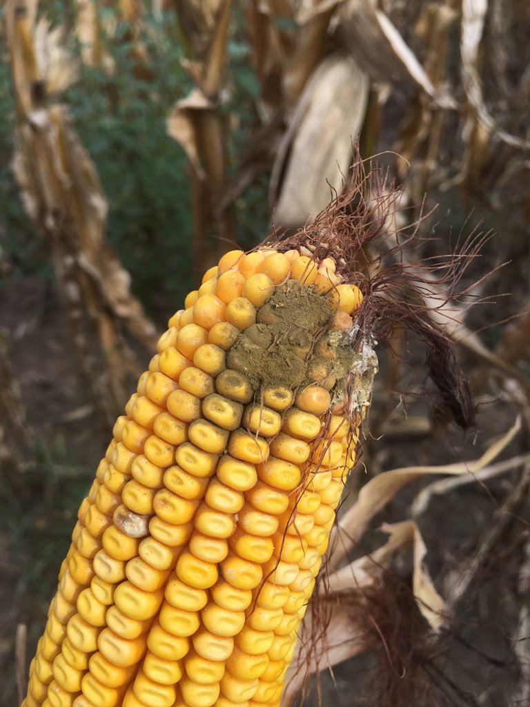 agronomist_ky's tweet image. Growers may be finding various ear molds like Diplodia, Fusarium &amp;amp; Aspergillus in their corn fields during harvest.  Late season moisture, high humidity, hybrid susceptibility, &amp;amp; earworm damage can all influence ear mold development.