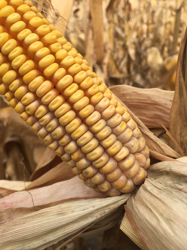agronomist_ky's tweet image. Growers may be finding various ear molds like Diplodia, Fusarium &amp;amp; Aspergillus in their corn fields during harvest.  Late season moisture, high humidity, hybrid susceptibility, &amp;amp; earworm damage can all influence ear mold development.