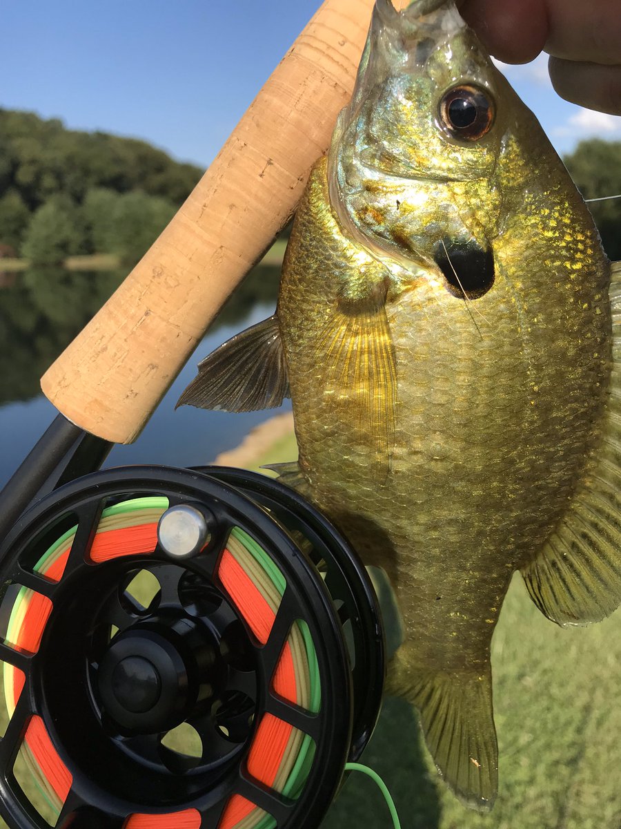 Phil_Traverse's tweet photo. @MysteryTackleBx #Redington #rossreels #scientificanglers https://t.co/SlLNxzwG6s