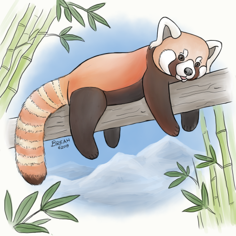 Celebrate #theOriginalPanda with my International Red Panda Day annual original art. #IRPD2019 #artbybreah #SaveTheRedPanda artbybreah.com/2019/09/21/red…