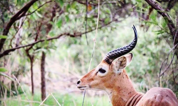 OwnIsHope's tweet photo. #VisitNiger|Notre faune: c'est notre richesse
Nous aimons découvrir les beautés dont regorgent notre beau pays. Avez-vous déjà été au Parc W ? Qu’est-ce que vous avez aimé ?
Crédit Photo: Frédéric Modi
#FAUNEetFLORE
#ParcW
#DécouvrezLeNiger https://t.co/f7hlHIk0IQ