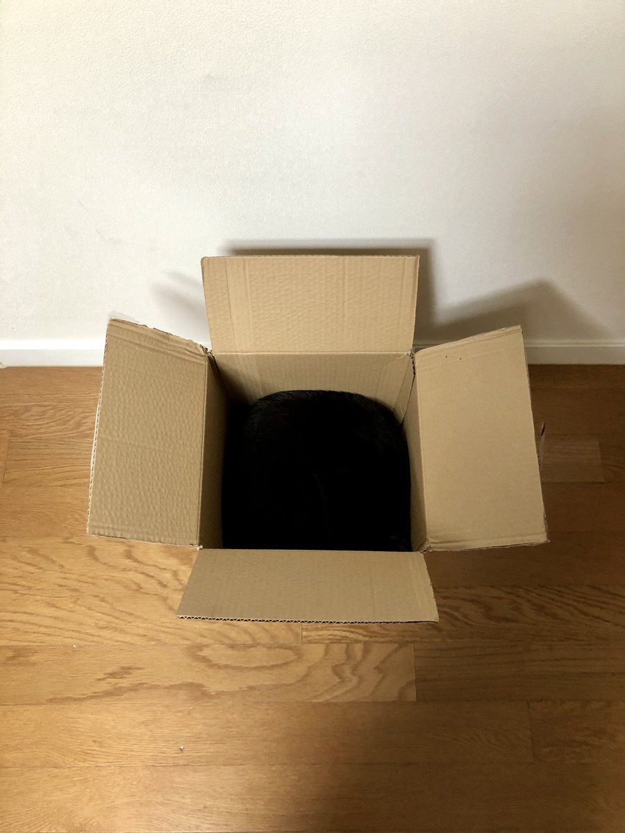 우리 고양이가 안보이네