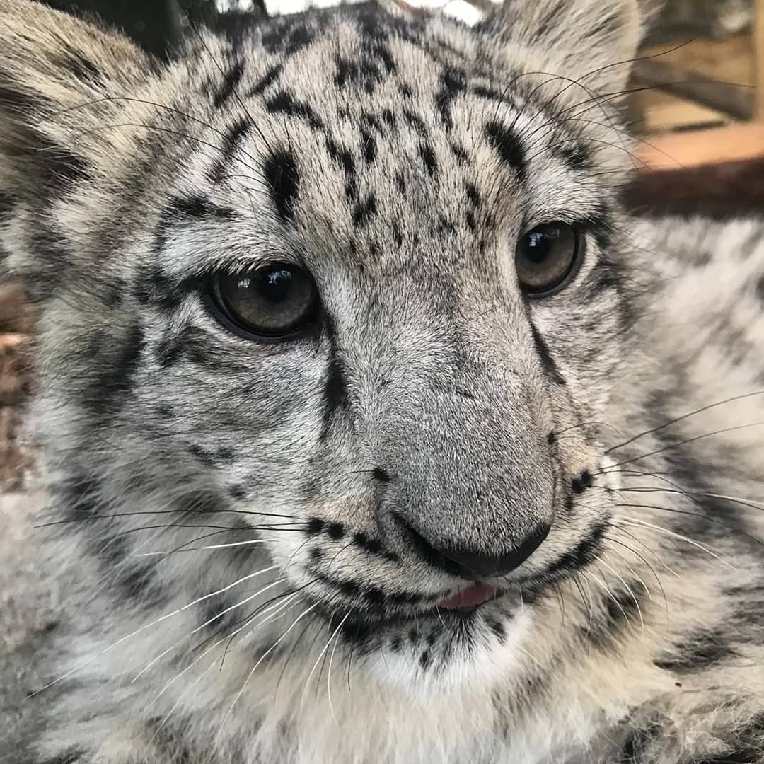 TheBigCatSanct's tweet photo. Happy #Caturday from this growing little chap! 🐾 #Koshi #snowleopard #cub #catsofinstagram #wildcats #snowleopardtrust #thebigcatsanctuary #paws https://t.co/SnNDBgNsQs