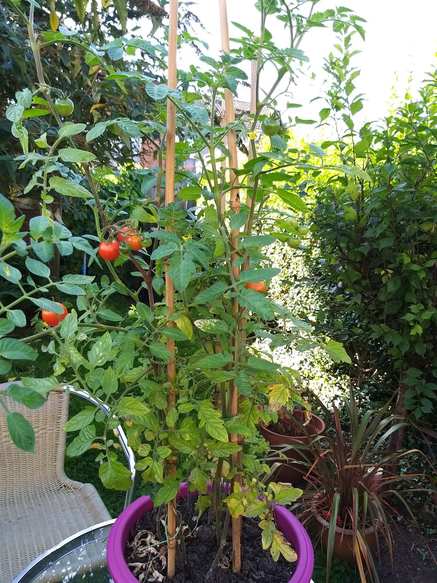DrMarwa_Hassan's tweet photo. I am super proud of this cuttie! It survived the #UK weather and started from seeds! #PostdocAchievements #winner #tomatoes π
π
https://t.co/pDoYppmvZZ