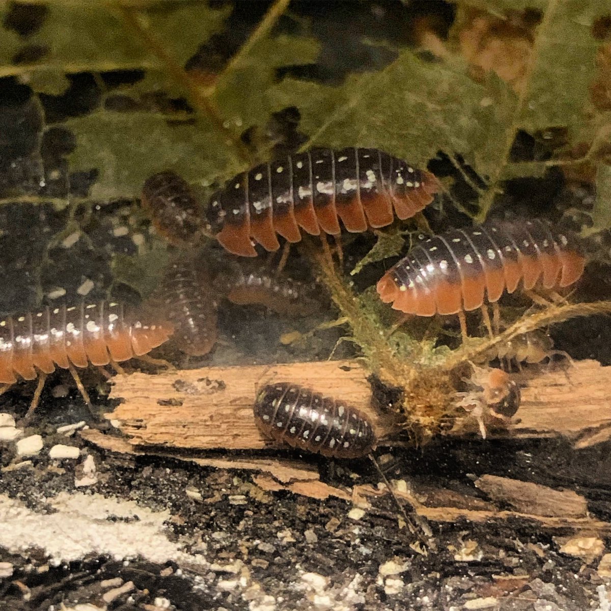 ダンゴムシ 飼育 ダンゴムシの飼育と飼い方は 餌になる食べ物は何