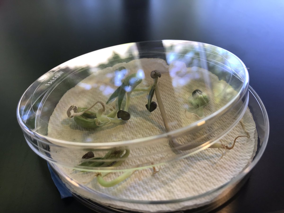 lee_science_shs's tweet photo. #biology students sprouted #mungbeans to practice #scientificmethod and learn about #characteristicsoflivingthings a couple weeks back - some grew better than others! #lgsuhsd #gotogapower #gofalconpower #lee_science_shs https://t.co/yBi3UYk1DH