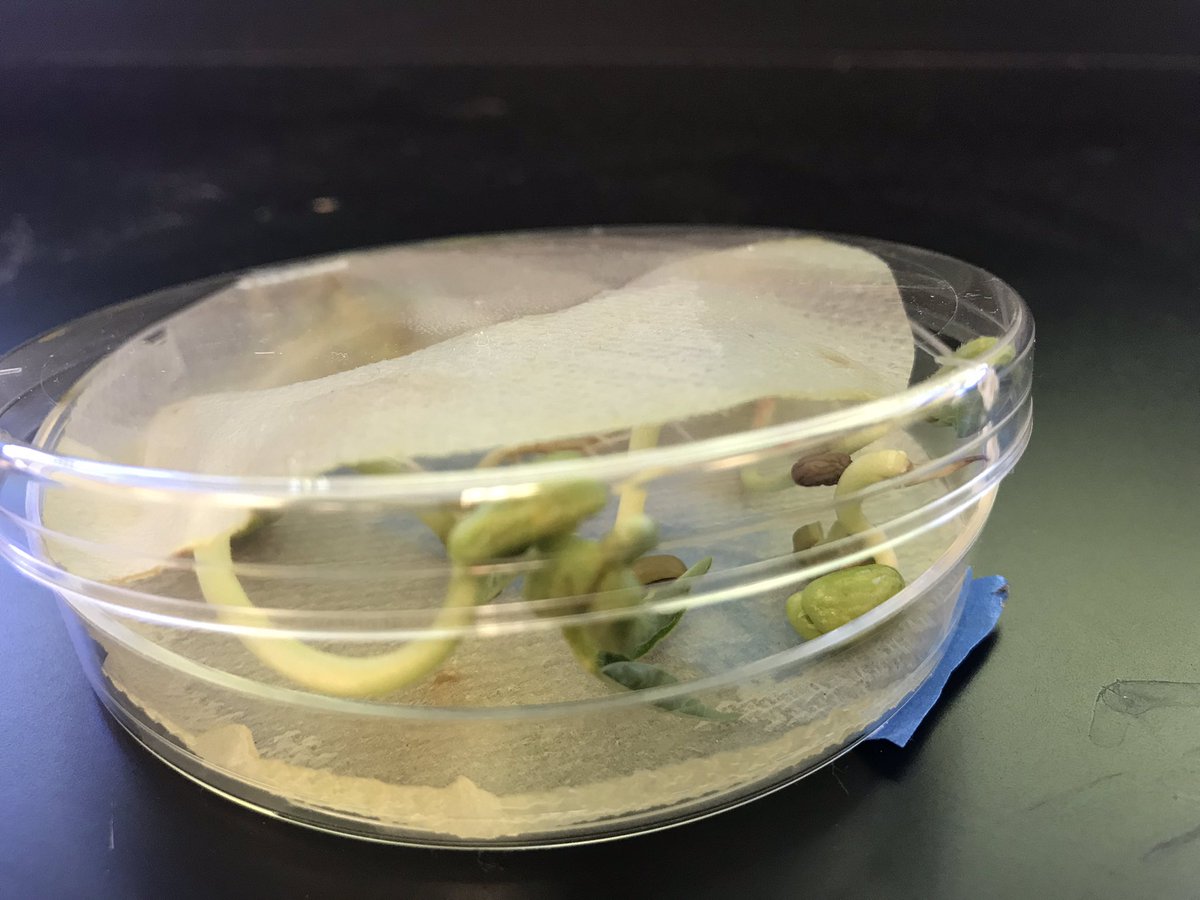 lee_science_shs's tweet photo. #biology students sprouted #mungbeans to practice #scientificmethod and learn about #characteristicsoflivingthings a couple weeks back - some grew better than others! #lgsuhsd #gotogapower #gofalconpower #lee_science_shs https://t.co/yBi3UYk1DH