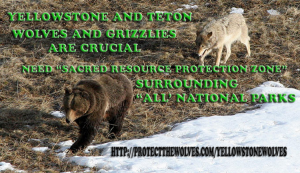 protectthewolve's tweet image. Wyoming says National Park wolf poacher can continue doing business as an outfitter - #EndangeredSpeciesList #WolvesInWashington #WolvesInYellowstone - 

Wyoming clearly doesn&apos;t care about upholding the law when they allow a guide that gets paid ... - protectthewolves.com/wyoming-says-n… -