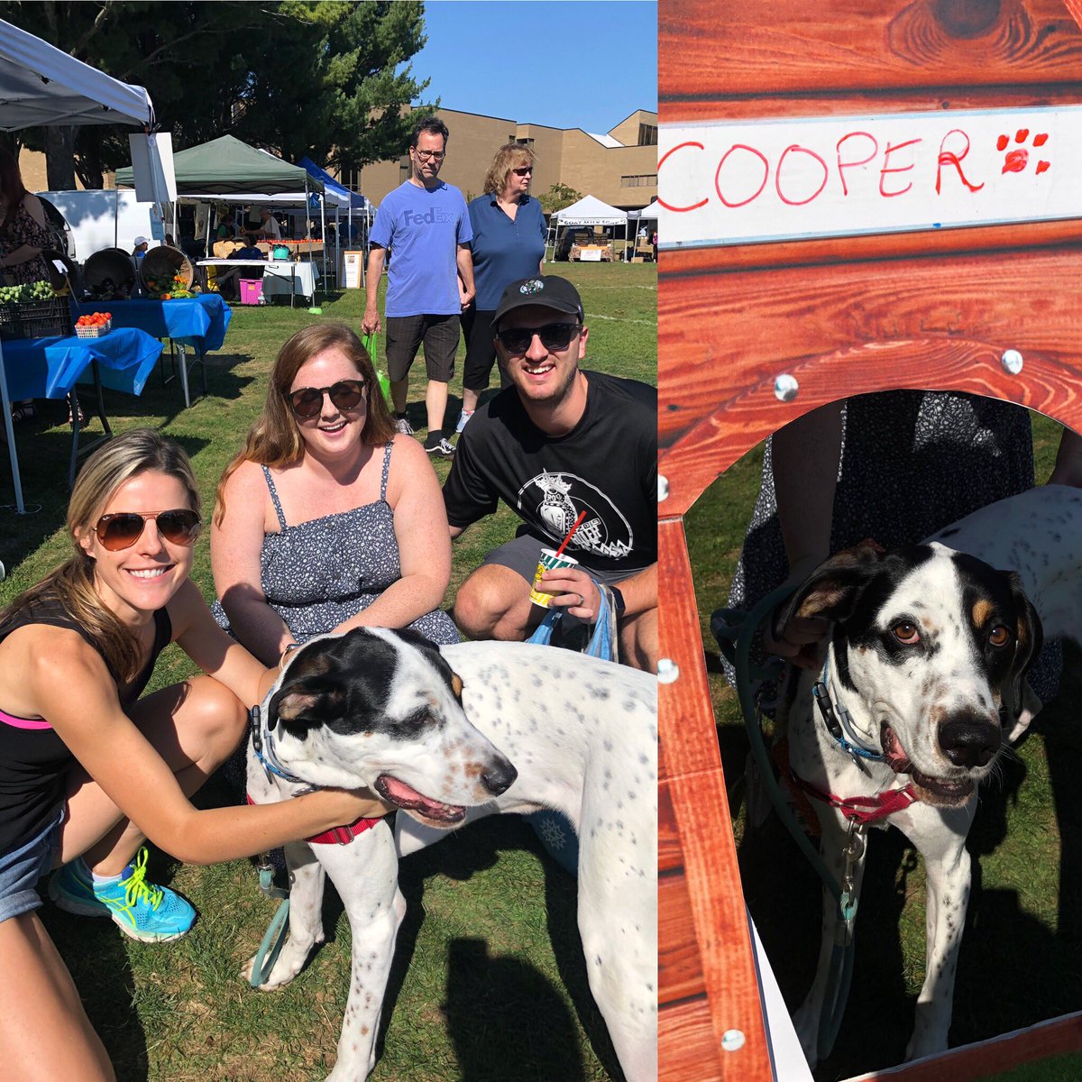 AttyFrmsMkt's tweet photo. Meet Cooper, 75 lbs of sweetness and this week’s @buppypets #poochoftheweek https://t.co/syb0vXlKgH