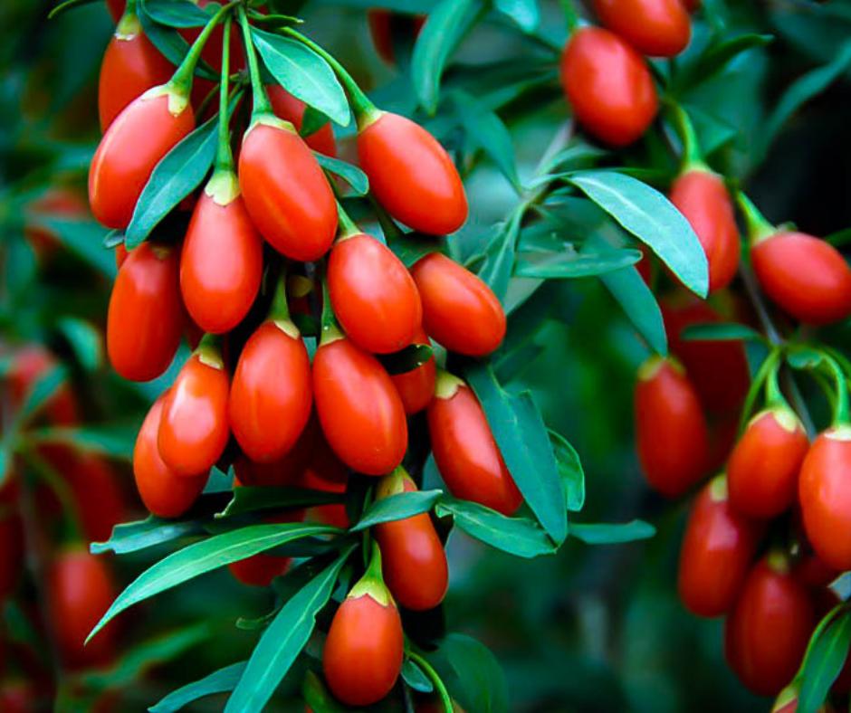 PausePlaybook's tweet image. Why are Goji Berries so popular? 🤔⁠
We'll give you three reasons:⁠
1. Rich in vitamins C (more than oranges), B1, B2, A;
2. Contain glutathione which helps to fight aging;
3. Being full of antioxidants.
Do you use Goji berries as part of your regular diet?
#WellnessQuest #Goji