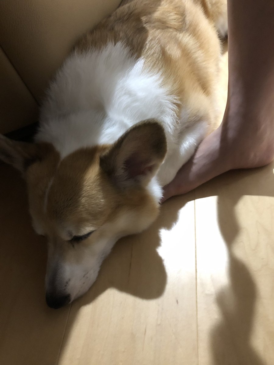 Color Sすずきあい とことこやってきて足の上で寝る犬
