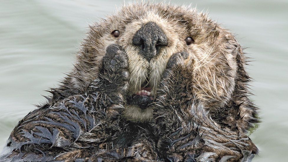 The Scream - otter style HARRY M. WALKER/COMEDY WILDLIFE PHOTOGRAPHY AWARDS