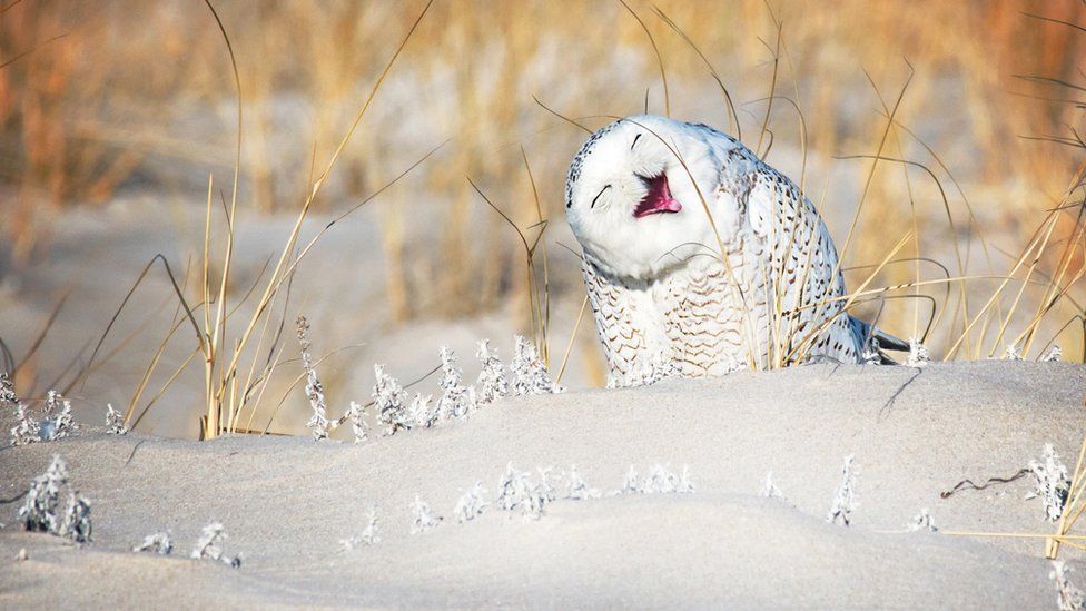 "Holly jolly snowy" VICKI JAURON/COMEDY WILDLIFE PHOTOGRAPHY AWARDS