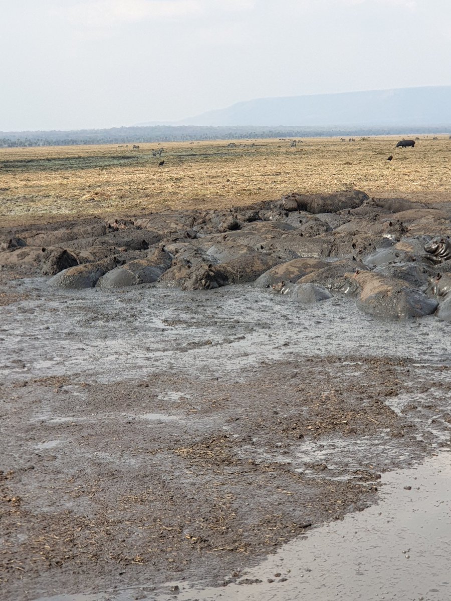 Please give a caption for this beautiful capture. Katavi National Park is so blessed.