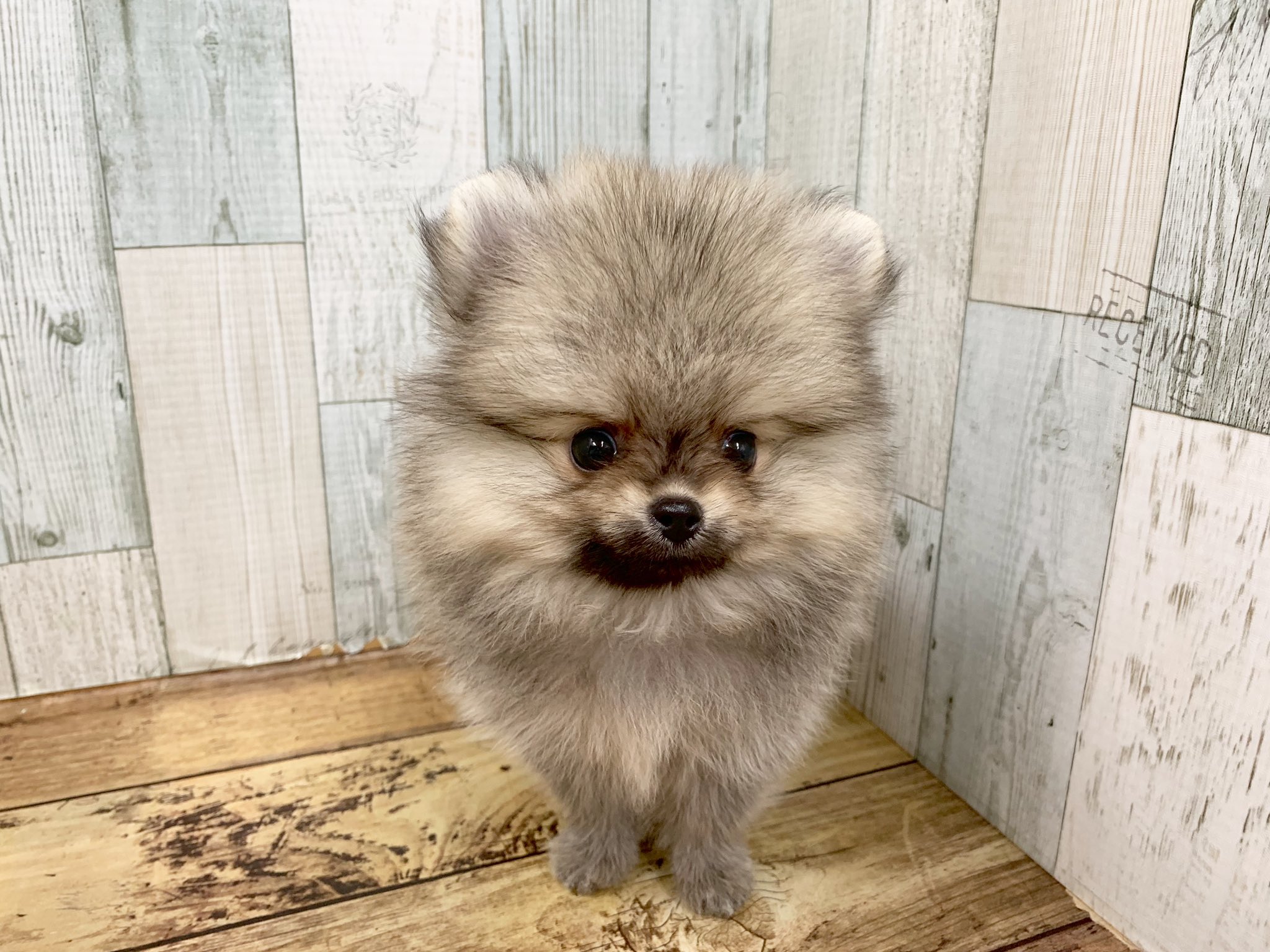 アミーゴ大町店 今週のニューフェイスヽ W ﾉ ポメラニアン O O カラーはウルフセーブルのふわふわ男子 O O ふわふわ モコモコです ๑odo B ニューフェイス ポメラニアン ウルフセーブル ふわふわ モコモコ 犬好き アミーゴ大町店 広島