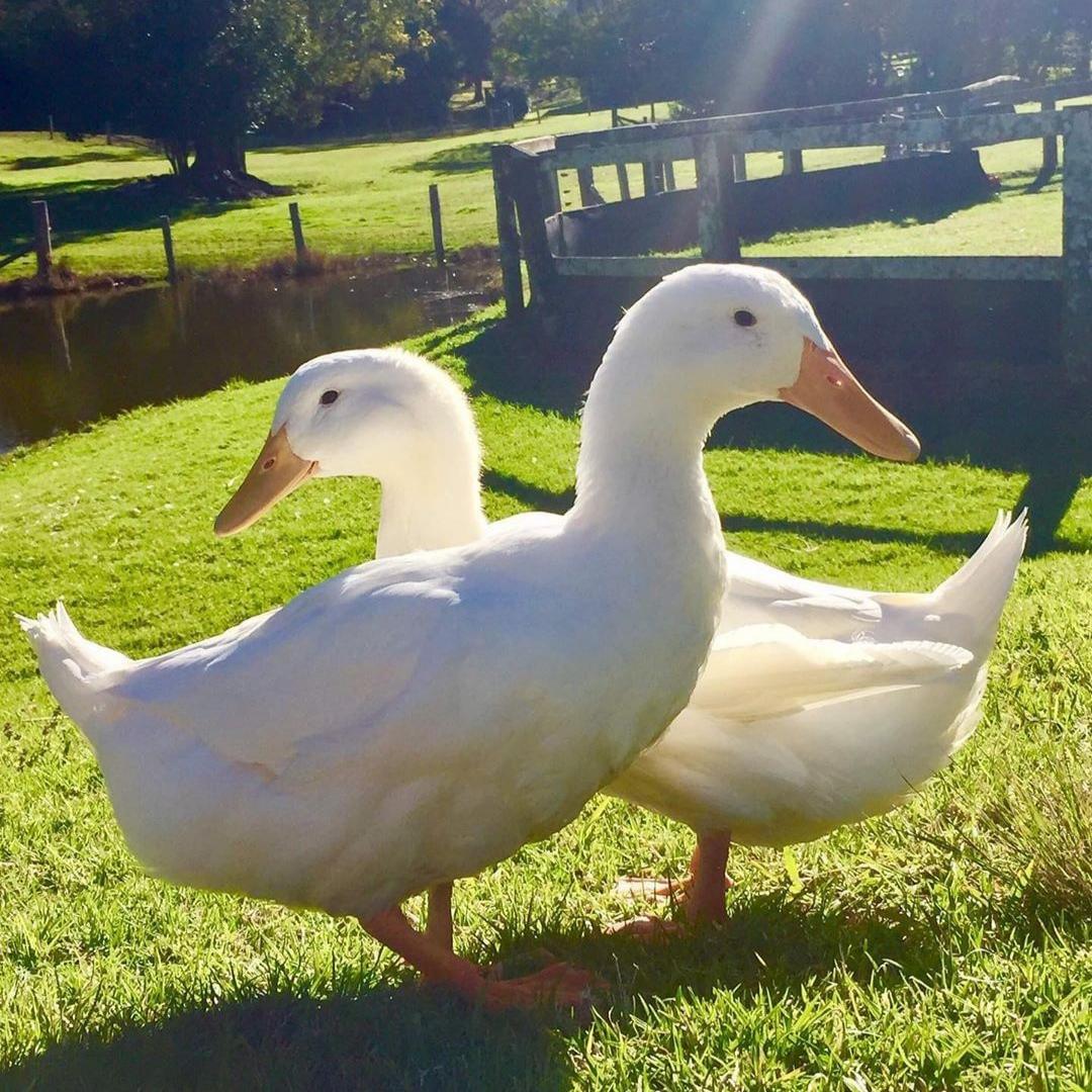 pet_monkey's tweet image. These two are loving that the hot weather is back 🦆

📸@mootoewesanctuary⁠