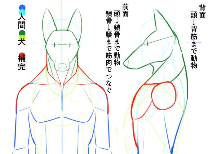 いちあっぷ By Mugenup クリエイティブ制作会社 على تويتر 獣人キャラを描く時のポイントは 元となる生物を知る こと 頭部の 描き方から手足まで獣っぽさの出し方を紹介します 身体の仕組みから考える 獣人を描き方講座 いちあっぷ T Co Tfgndxi8ho