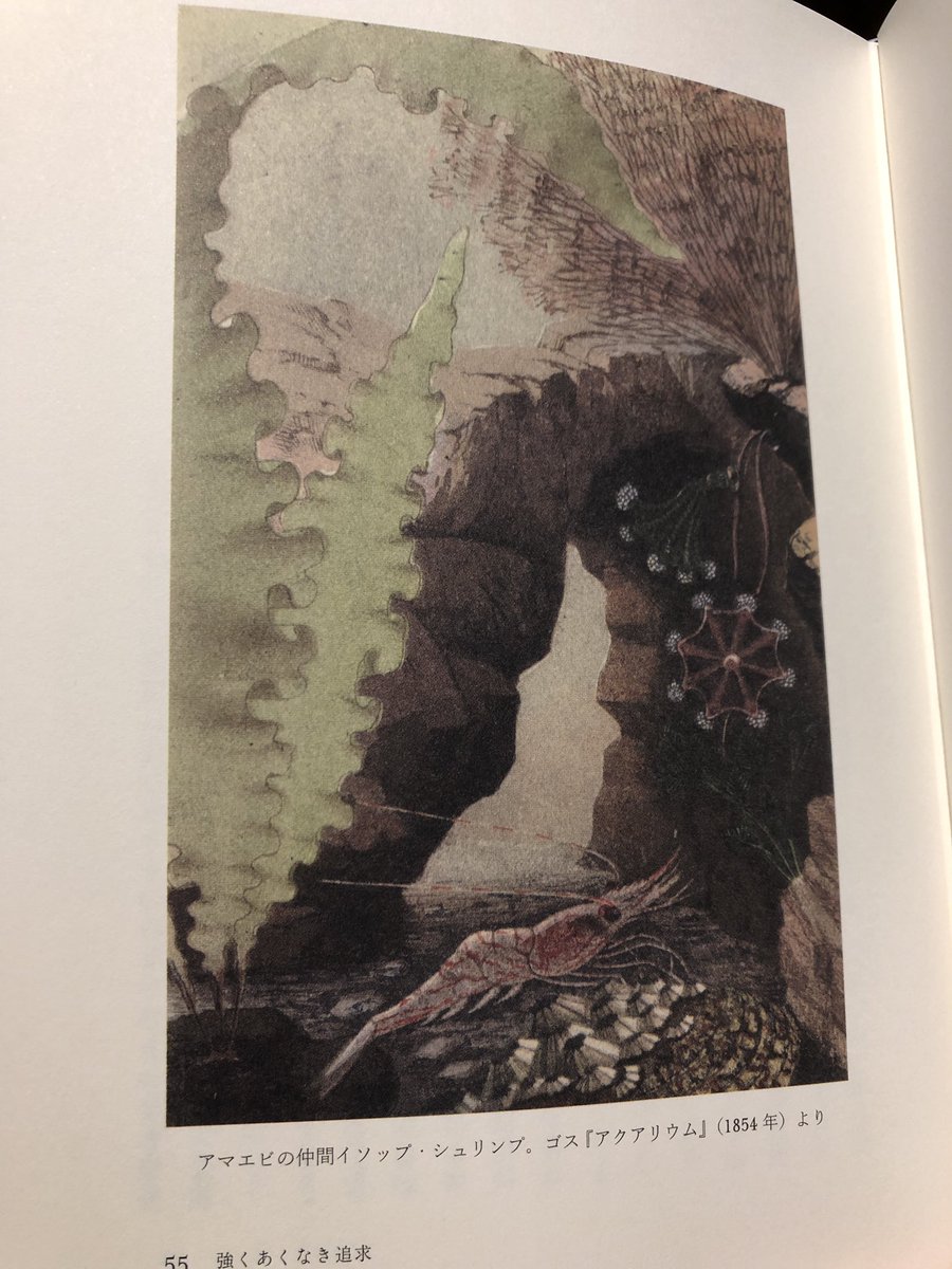 ぬまがさワタリ 水族館の歴史 イギリスのゴスが1850年代に書いたイラスト 本 アクアリウム がベストセラーとなり 自宅にアクアリウム 水槽 を作る最初のブームが起こる 海の生きものの魅力を伝える工夫が凝らされていて 写実的な挿絵がとても綺麗