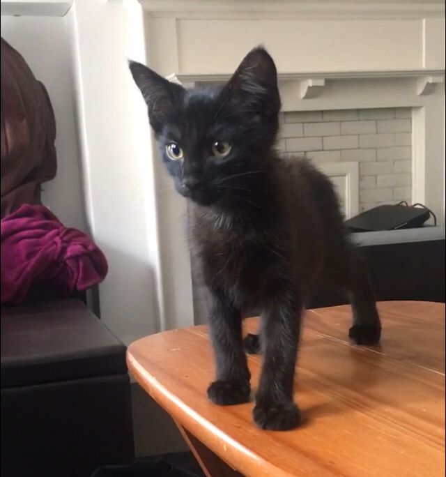 DianCathal's tweet photo. Kit when he was 2 months old! Look at my baby shadow cat.

#CatsOfTwitter #Caturday #kitthecat #Kittens https://t.co/DBkiLQZSGt