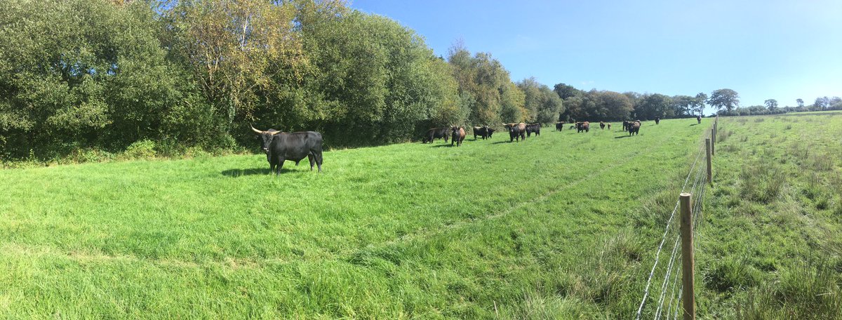 gow_derek's tweet photo. Getting used again to living in the forests. Returning to their home. Cattle are woodland creatures not just widgets filling a rye grass pasture or a fattening yard. They have social structures and families. They need naturalistic habitats. https://t.co/PEOBncegAH