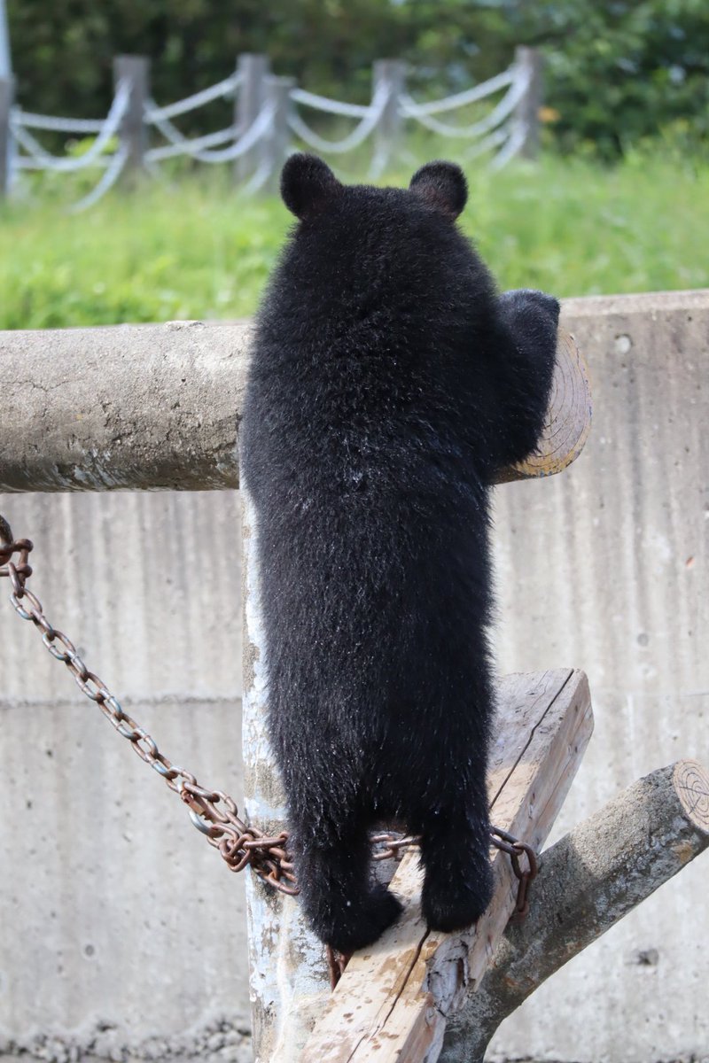 Maki Bear Ar Twitter 遊具を登る和 なごみ ちゃん 後ろ姿が可愛くてつい撮ってしまいます くまくま園 ツキノワグマ Maki Bear Ar Twitter 遊具を登る和 なごみ ちゃん 後ろ姿が可愛くてつい撮ってしまいます くまくま園 ツキノワグマ