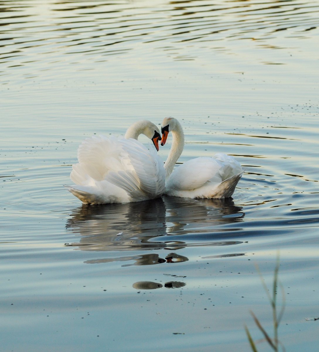 VeronicaJoPo's tweet photo. Love these from my sunrise walk yesterday morning 🧡❤️ #mywalk #sunrise #swans #swanheart #Stretching #flyingswan #nature #wildlife #outdoors @StormHour #stormhour #BallsPhotos #POTW #NaturePhotography @thefensmag @Fen_SCENE @PhotographyWx @OutdoorFamMag @BBCEarth @Natures_Voice https://t.co/xGE0ABUHrU
