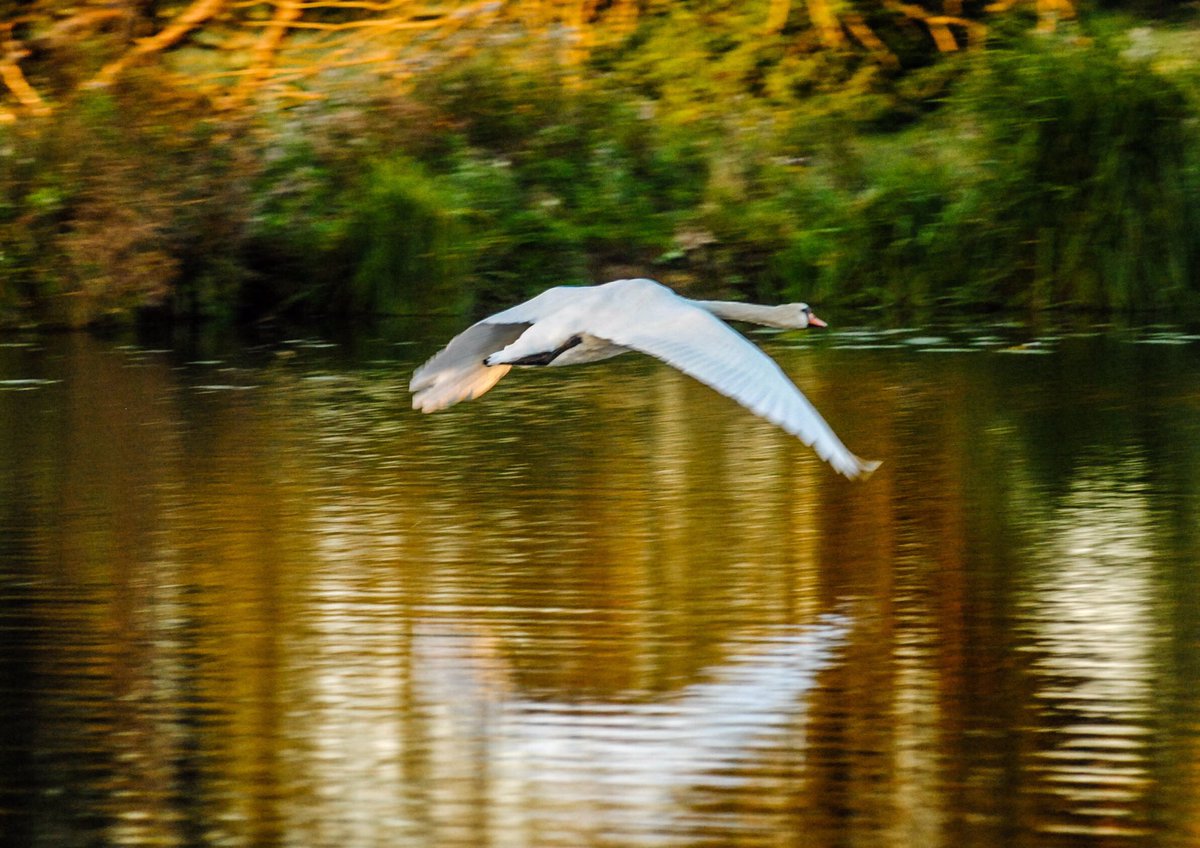 VeronicaJoPo's tweet photo. Love these from my sunrise walk yesterday morning 🧡❤️ #mywalk #sunrise #swans #swanheart #Stretching #flyingswan #nature #wildlife #outdoors @StormHour #stormhour #BallsPhotos #POTW #NaturePhotography @thefensmag @Fen_SCENE @PhotographyWx @OutdoorFamMag @BBCEarth @Natures_Voice https://t.co/xGE0ABUHrU