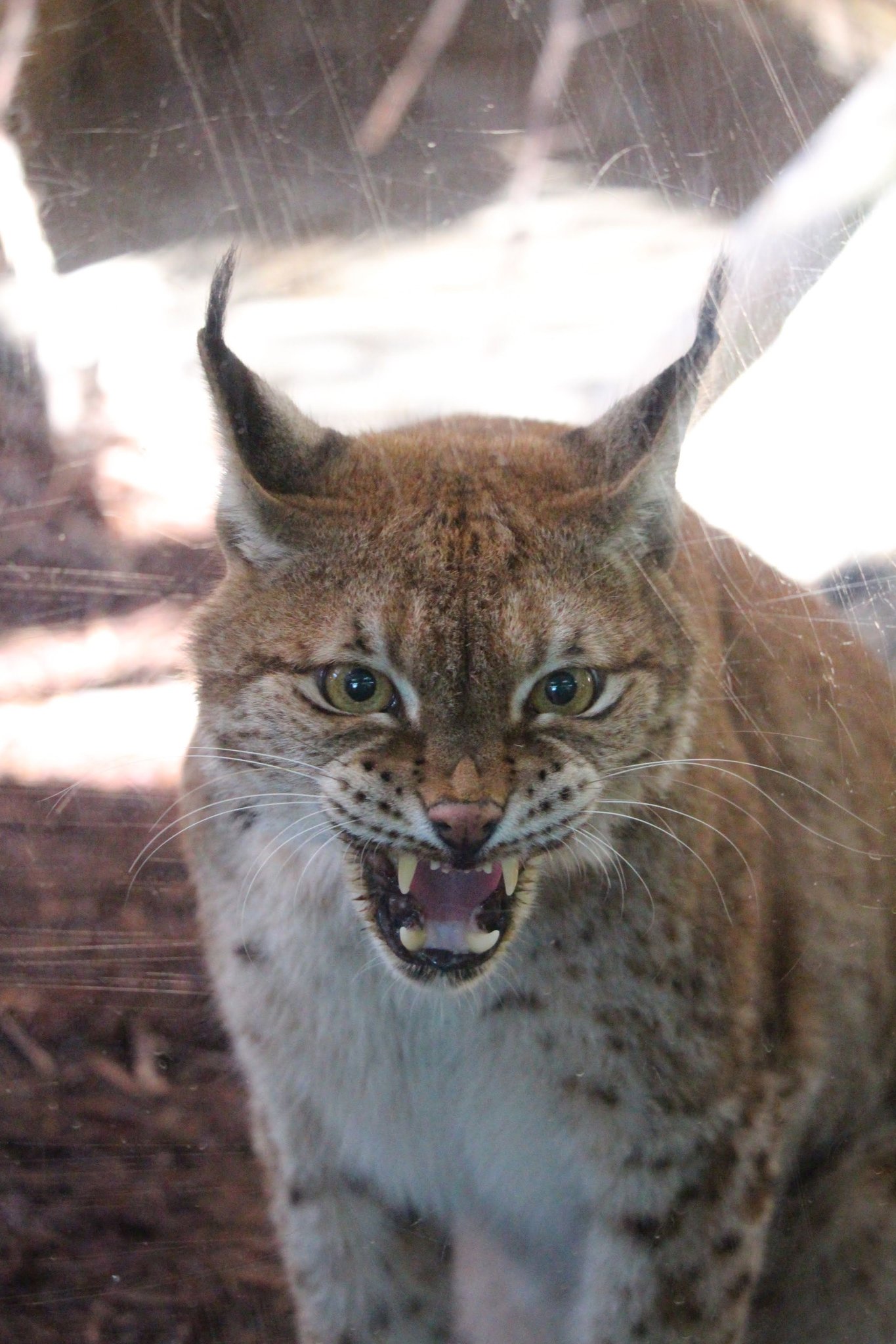 白虎 びゃっこ 飼育員さんを見つめるベル でも近寄り過ぎるとシャーッ 本気では怒ってないんだけどコレも ベルの愛情表現 19 09 14 王子動物園 猫長屋 ベル シベリアオオヤマネコ ヨーロッパオオヤマネコ T Co Yt3s8k1usm Twitter