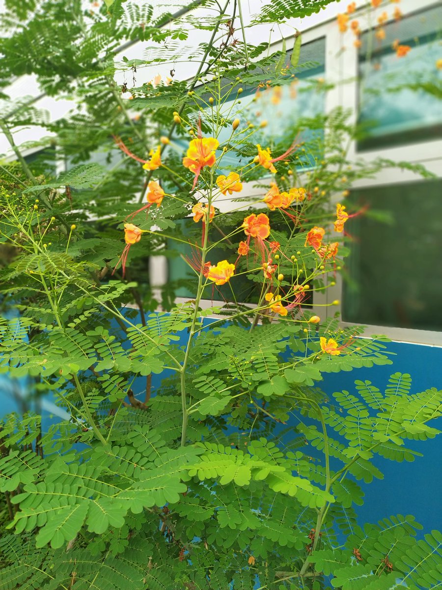 leticarino's tweet image. Outdoor ed learning #EARCOS #ISPPCambodia Acknowledging the outdoors we are lucky to have @ISPPCambodia #OptOutside