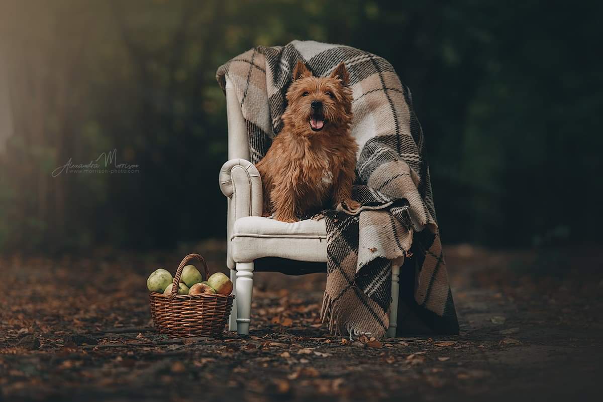 morrisonaleks's tweet photo. • Forest tales...🌿🍂🍁•
#norwichterrier #terrier #norwich #girl #kidanddog #dog #breed #englishbreed #autumn #autumnphoto #moscowautumn #moscowphotography #kidphotography #kidphotoshoot #friends #bestfriends #warmautumn #foresttales https://t.co/l2WZYcMqQN