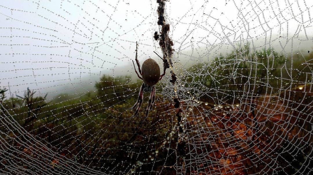 RedEarthSafaris's tweet photo. Cast yourself a web over Western Australia and join us on a tour to Exmouth
.
.
#spiders #webs #nature #westernaustralia #westisbest #justanotherdayinwa #thisisWA #tourismwa #visitwa #coralcoast #photograpy #joinus… https://t.co/C3moHlJCPl https://t.co/9vD0XlExcn