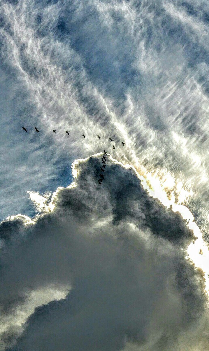Icarusoptournee's tweet photo. #haiku
Ganzentrek
-
schrijven vliegensvlug
de v van vertrek in de lucht, nu
het polderbad sluit...
-
#ganzentrek #schrijven #v #vliegensvlug #vertrek #wolken #lucht #polder #polderbad #Loete #Haastrecht #seizoen #sluiten #flying #gooses #lightingfast  #birdmigration @DeLoete https://t.co/MGp74FLKpB
