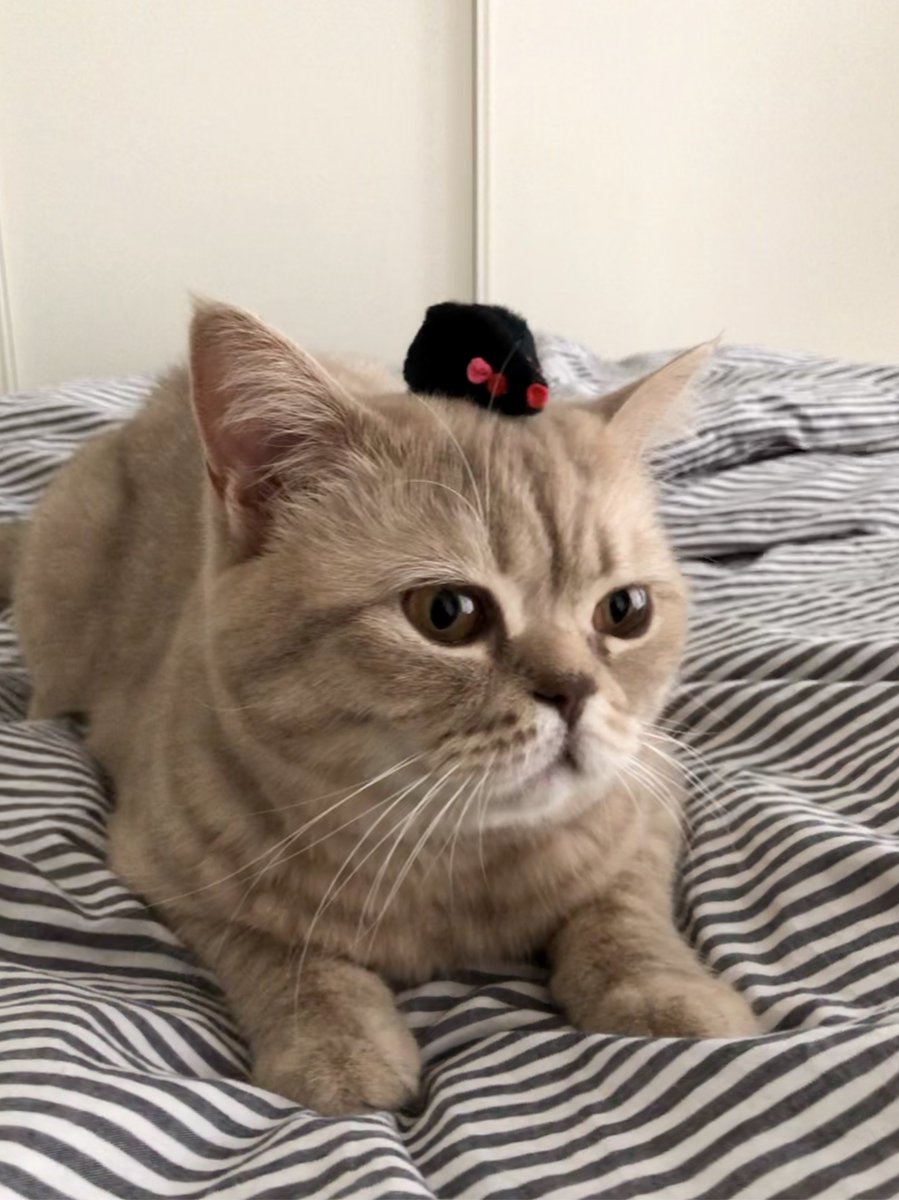 brexit_cat's tweet photo. @martidisi https://t.co/hyTsnkZlpM